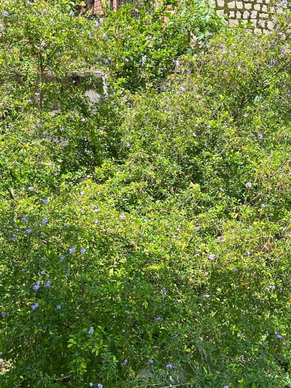 Cassabella Hotel & Apartments Vung Tau Eksteriør bilde